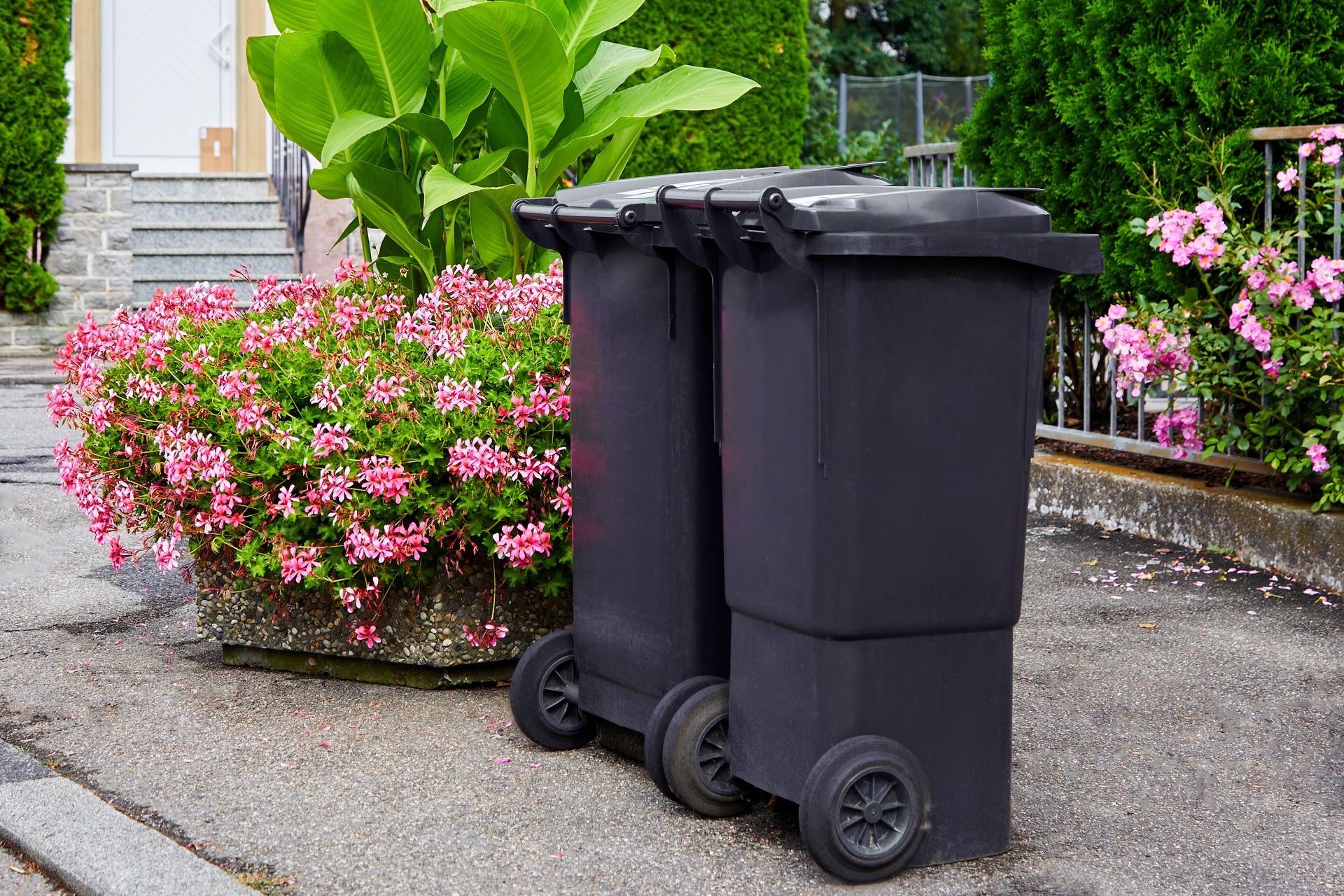 Two plastic garbage cans stand on clean asphalt against the background of flowering bushes on a sunny day. The concept of recycling garbage, city cleanliness